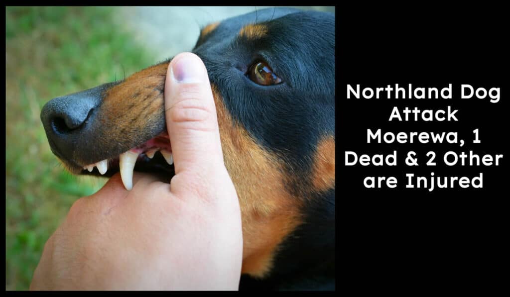 Northland Dog Attack Moerewa