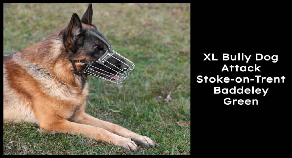 XL Bully Dog Attack Stoke-on-Trent Baddeley Green