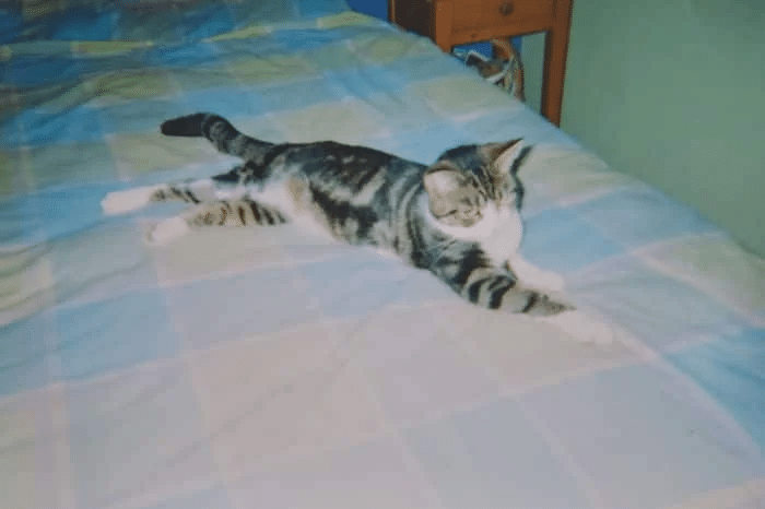 A woman is shocked to find out that her long-lost cat is still alive 1