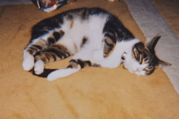 A woman is shocked to find out that her long-lost cat is still alive 2