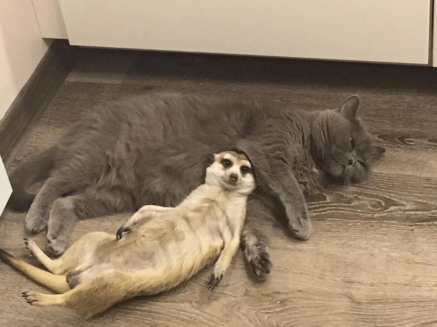 Cat And A Meerkat Are BFFs Since Day One 1