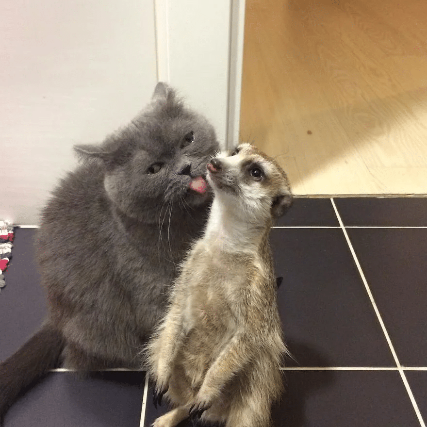 Cat And A Meerkat Are BFFs Since Day One 5