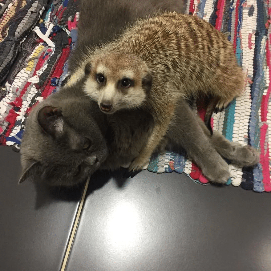 Cat And A Meerkat Are BFFs Since Day One 6