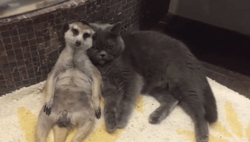 Cat And A Meerkat Are BFFs Since Day One 7