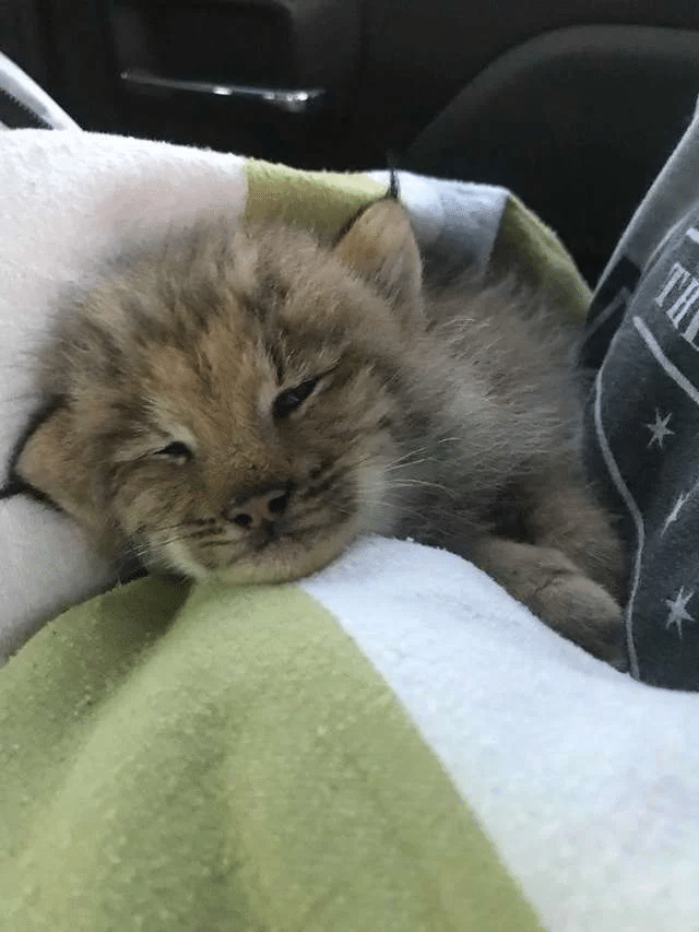 Man Finds a Tiny Kitten in a Forest, But It’s Not What It Seems 3