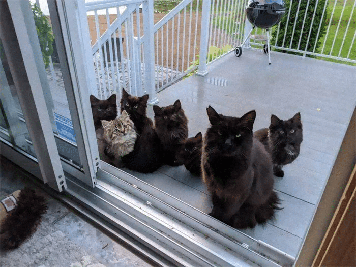 Stray Cat Brings Her Babies to a Woman Who Helped Her 1