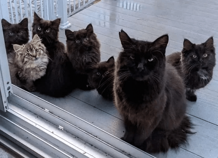Stray Cat Brings Her Babies to a Woman Who Helped Her 2