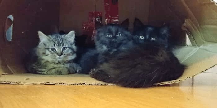Stray Cat Brings Her Babies to a Woman Who Helped Her 3