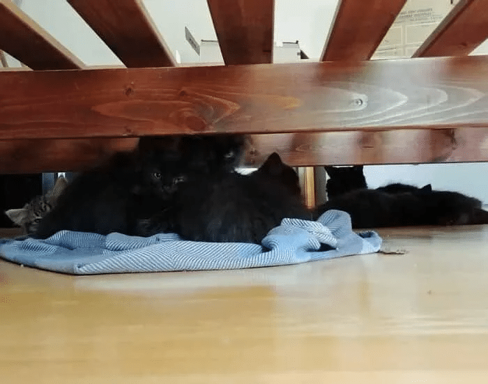 Stray Cat Brings Her Babies to a Woman Who Helped Her 4