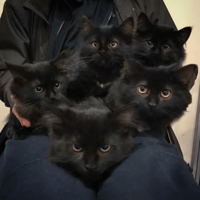 Stray Cat Brings Her Babies to a Woman Who Helped Her 5