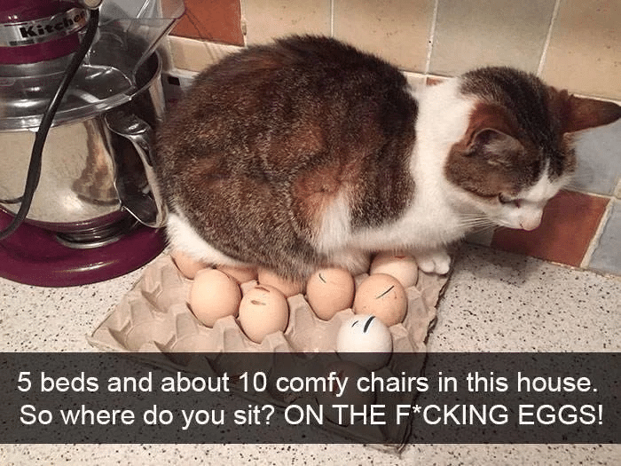 These Funny Photos Show Why Trusting A Cat Is A Foolish Thing To Do! 2