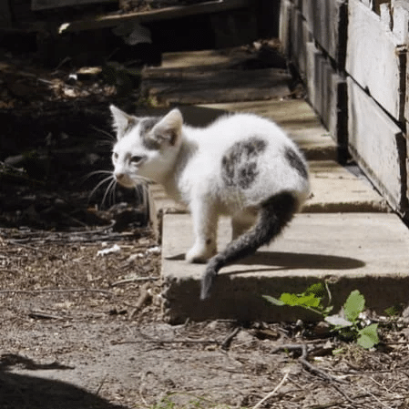 Woman Finds Stray Cat Who’s Missing Back Legs 1