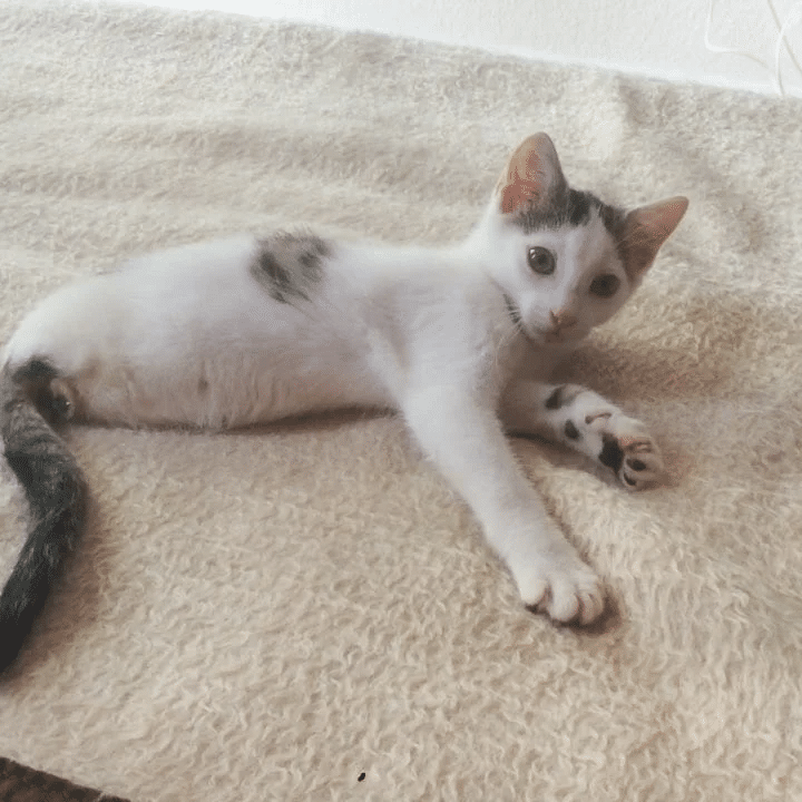 Woman Finds Stray Cat Who’s Missing Back Legs 2