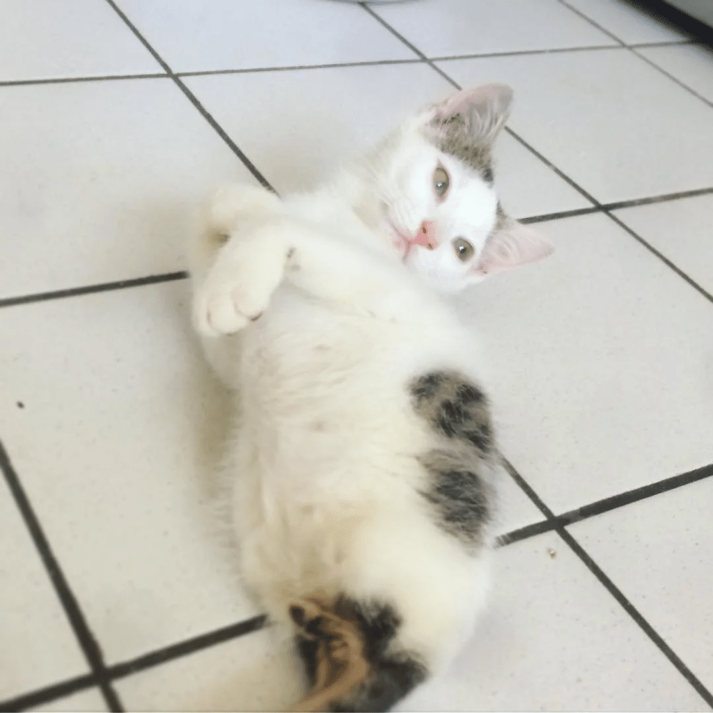 Woman Finds Stray Cat Who’s Missing Back Legs 3